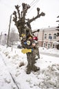 A cropped tree with toys Royalty Free Stock Photo